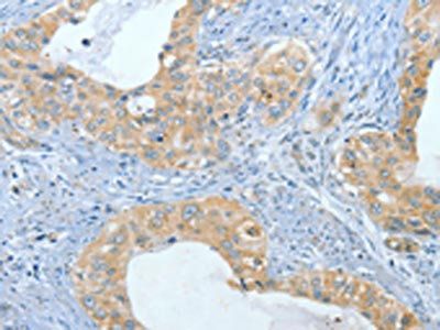 TLR4 Antibody