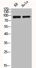 TLR4 Antibody