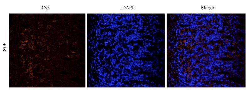 TLR4 antibody