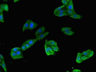 TLR5 Antibody