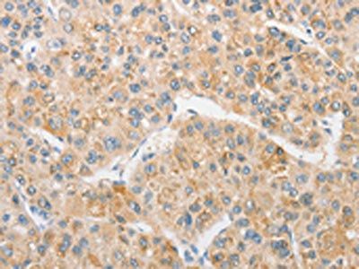 TLR5 Antibody
