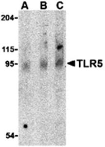 TLR5 Antibody