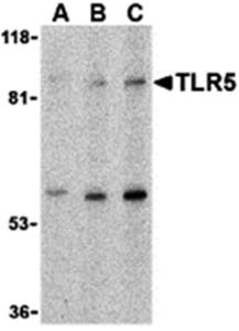 TLR5 Antibody
