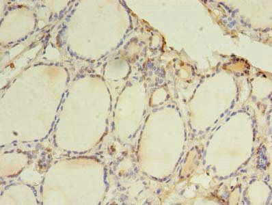 TLR6 Antibody