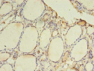 TLR6 antibody