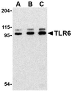 TLR6 Antibody