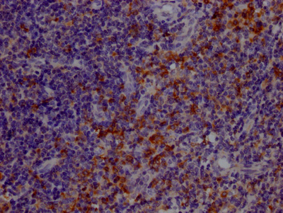 TLR7 antibody