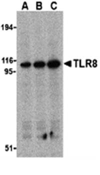 TLR8 Antibody