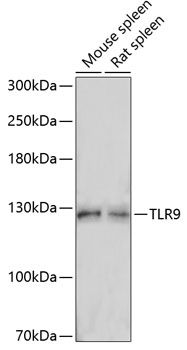 TLR9 antibody