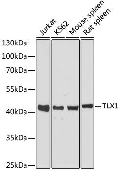 TLX1 antibody