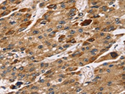 TM4SF1 Antibody