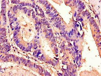 TM4SF20 Antibody