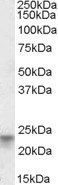 Goat anti-TM4SF3 / TSPAN8 Antibody