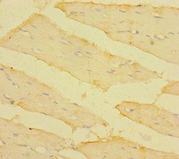 TM4SF5 Antibody