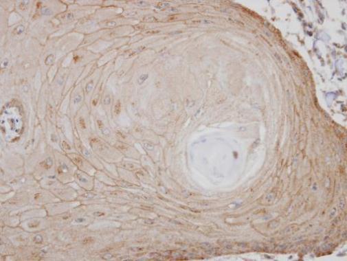 TM7SF1/GPR137B Rabbit Polyclonal Antibody