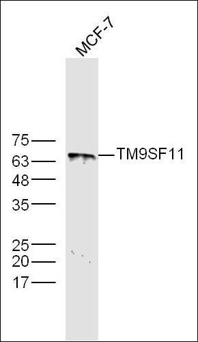 TM9SF1 antibody