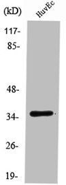 TMBIM1 Antibody