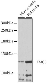 TMC5 antibody