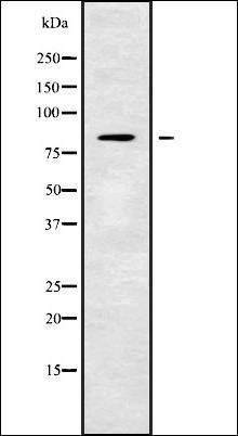 TMC7 antibody