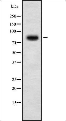 TMC8 antibody