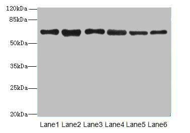 TMCC1 Antibody