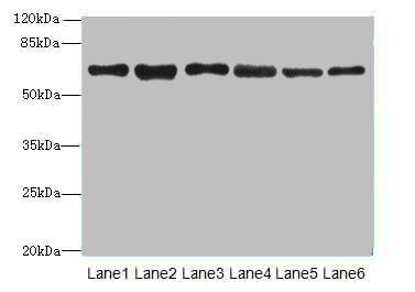 TMCC1 antibody