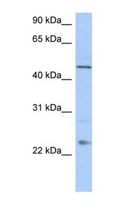 TMCO1 antibody