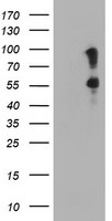 TMED1 Antibody