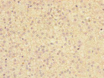 TMED1 Antibody