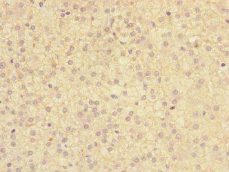 TMED1 antibody