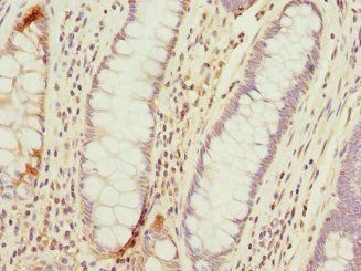 TMED10 antibody