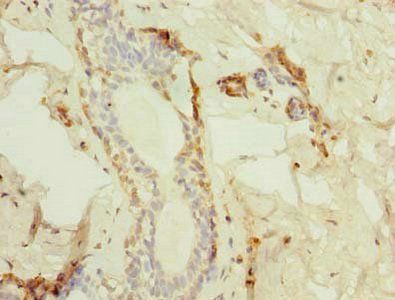 TMED2 Antibody
