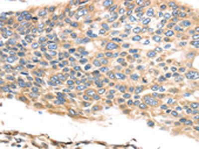 TMED2 Antibody