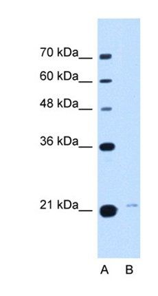 TMED3 antibody