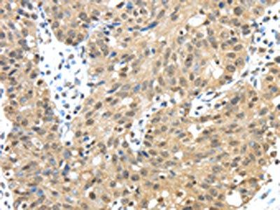 TMED3 Antibody