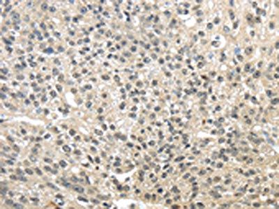 TMED3 Antibody