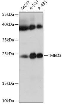 TMED3 antibody