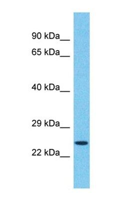 TMED5 antibody