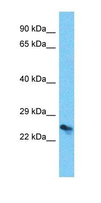 TMED6 antibody
