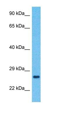TMED7 antibody