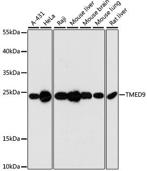 TMED9 antibody