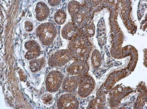 TMED9 antibody [N1C3]