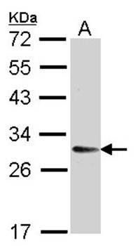 transmembrane emp24 protein transport domain containing 9 precursor antibody