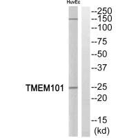 TMEM101 Antibody