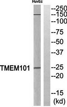TMEM101 antibody