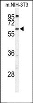 TMEM108 antibody