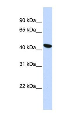 TMEM117 antibody