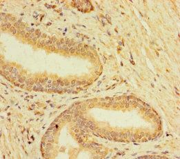 TMEM120B Antibody