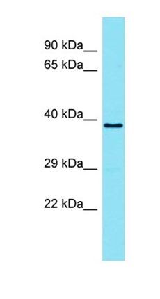 TMEM121 antibody