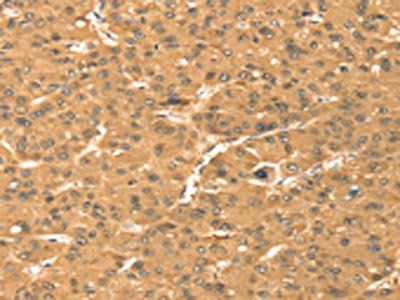 TMEM123 Antibody